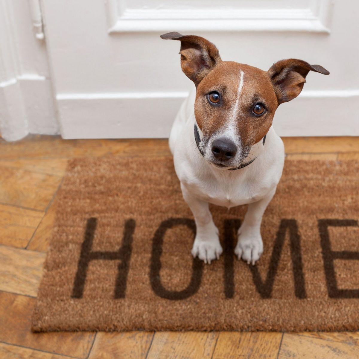 Mrs murray's cat and sales dogs rehome