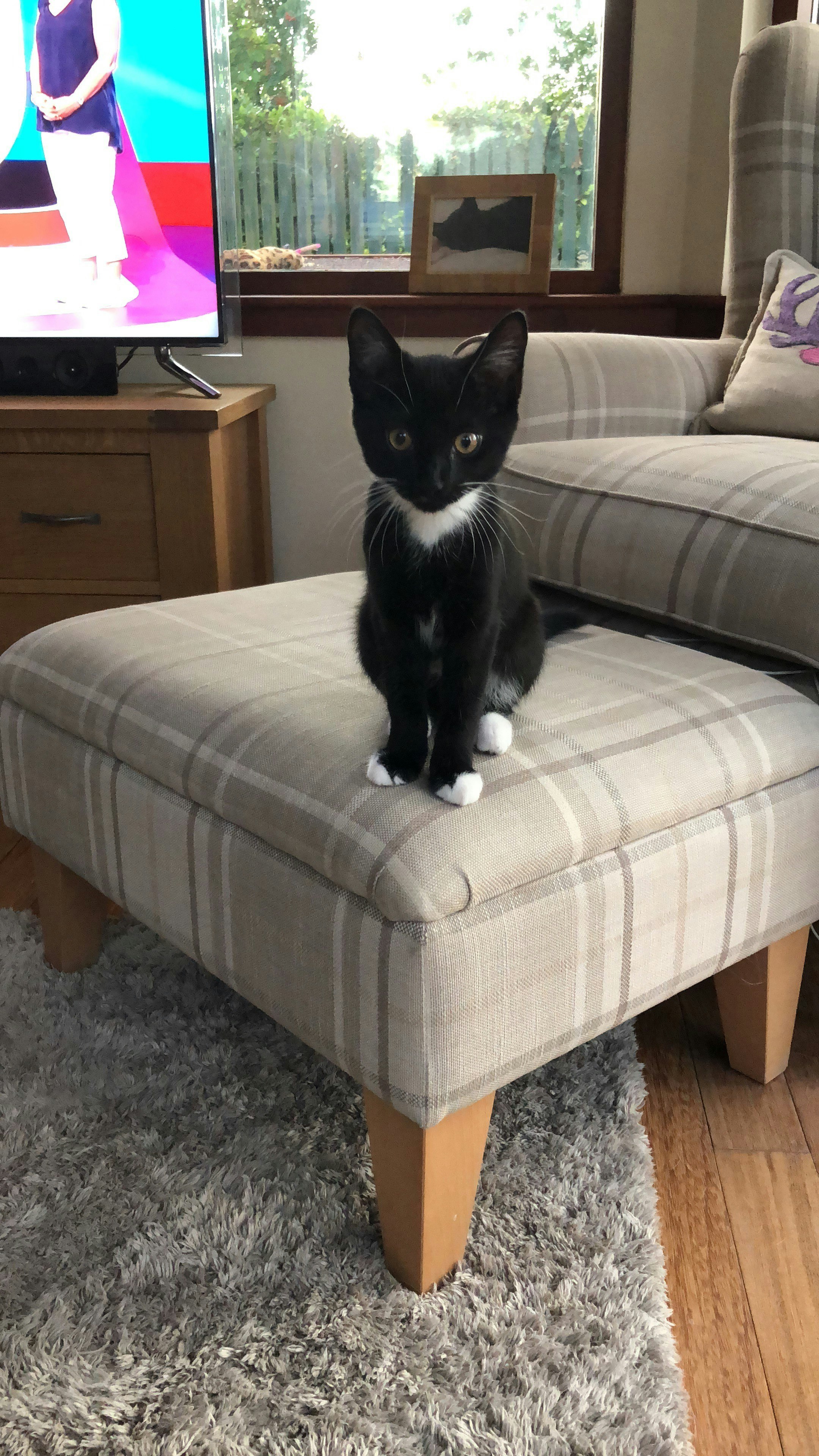 Cleo and little bro Milo Mrs Murrays Cat & Dog Home