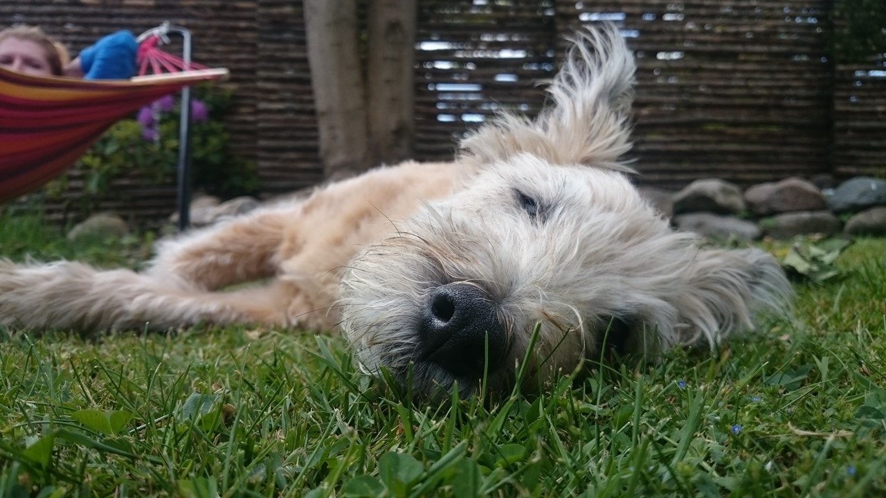 Mrs Murray's Cat & Dog Home Mrs Murrays Cat & Dog Home