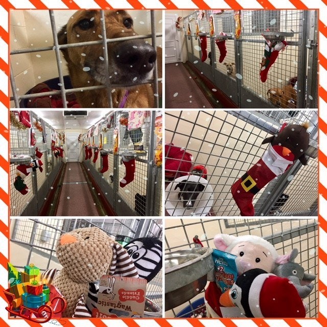 Mrs Murray's Cat & Dog Home Mrs Murrays Cat & Dog Home