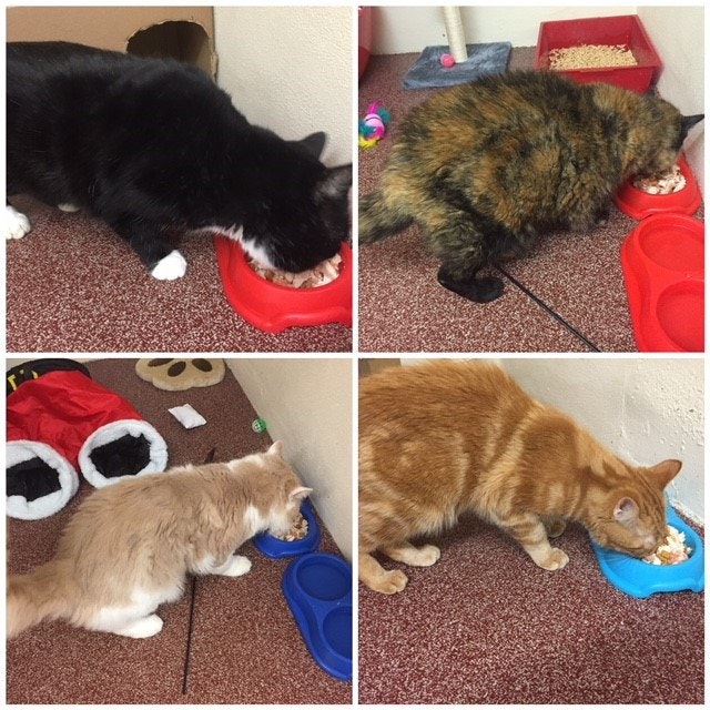 Mrs Murray's Cat & Dog Home Mrs Murrays Cat & Dog Home